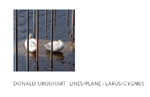 Donald Urquhart Lines/Plane : Larus/Cygnus